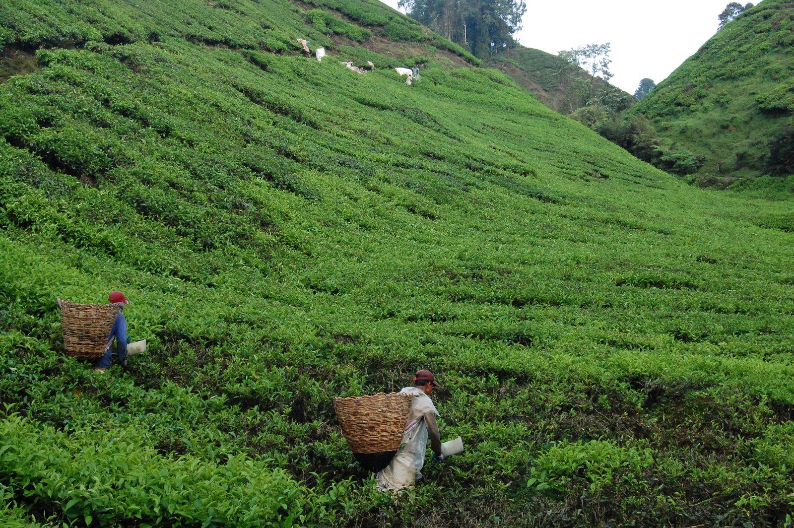 Cameron Highlands – Tea time