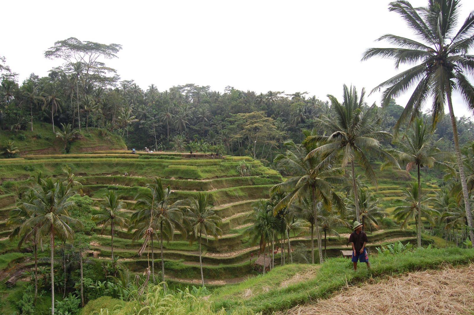 The Rice Terraces of Tegalalang