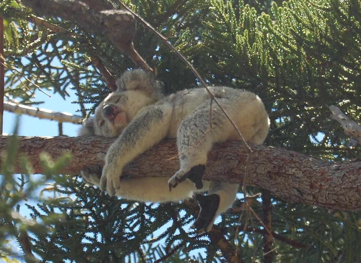 Magnetic Island – A wildlife spectacle